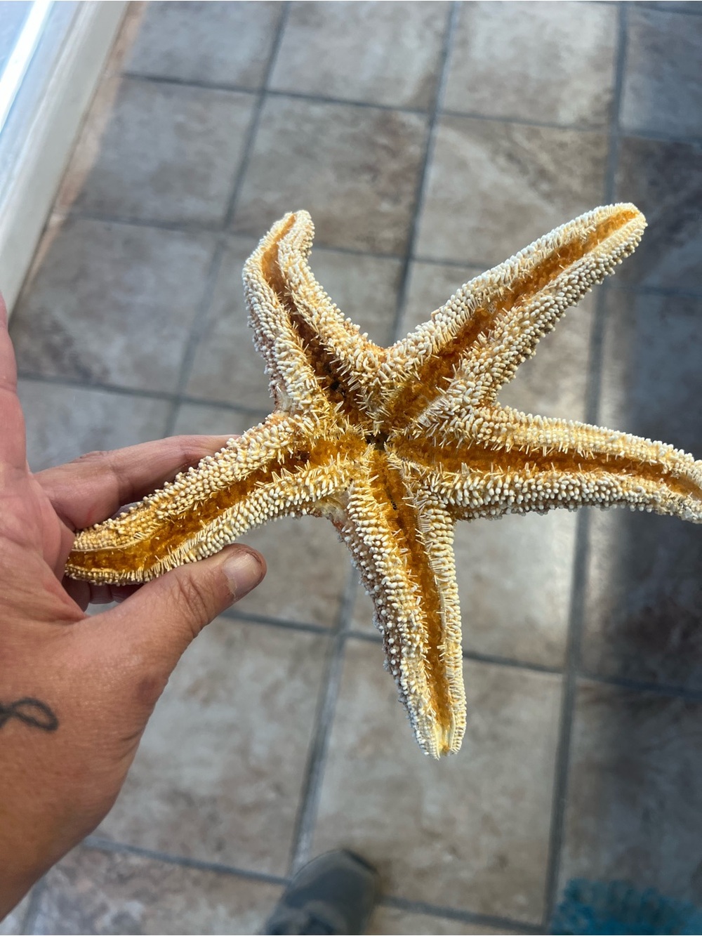 7”-8” Natural Starfish Decor - Golden Tan - Picture 3 of 4